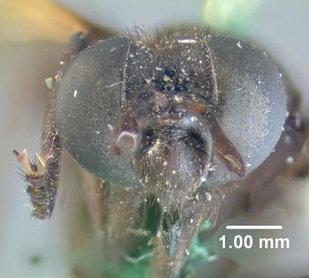 Media type: image;   Entomology 10658 Aspect: head frontal view